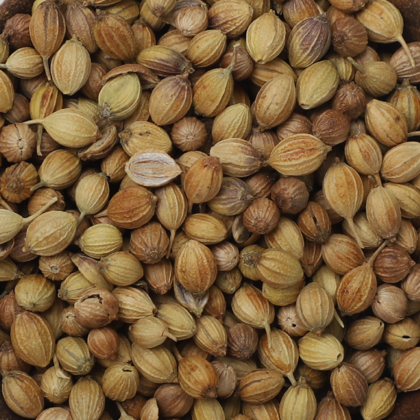 Coriander