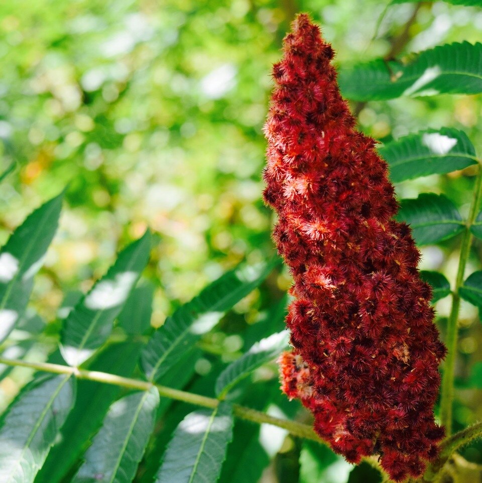 Sumac